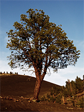 Forward of the Week: The Trouble Tree