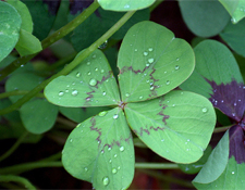 Hey St. Patrick…Where's My Good Luck at Work?